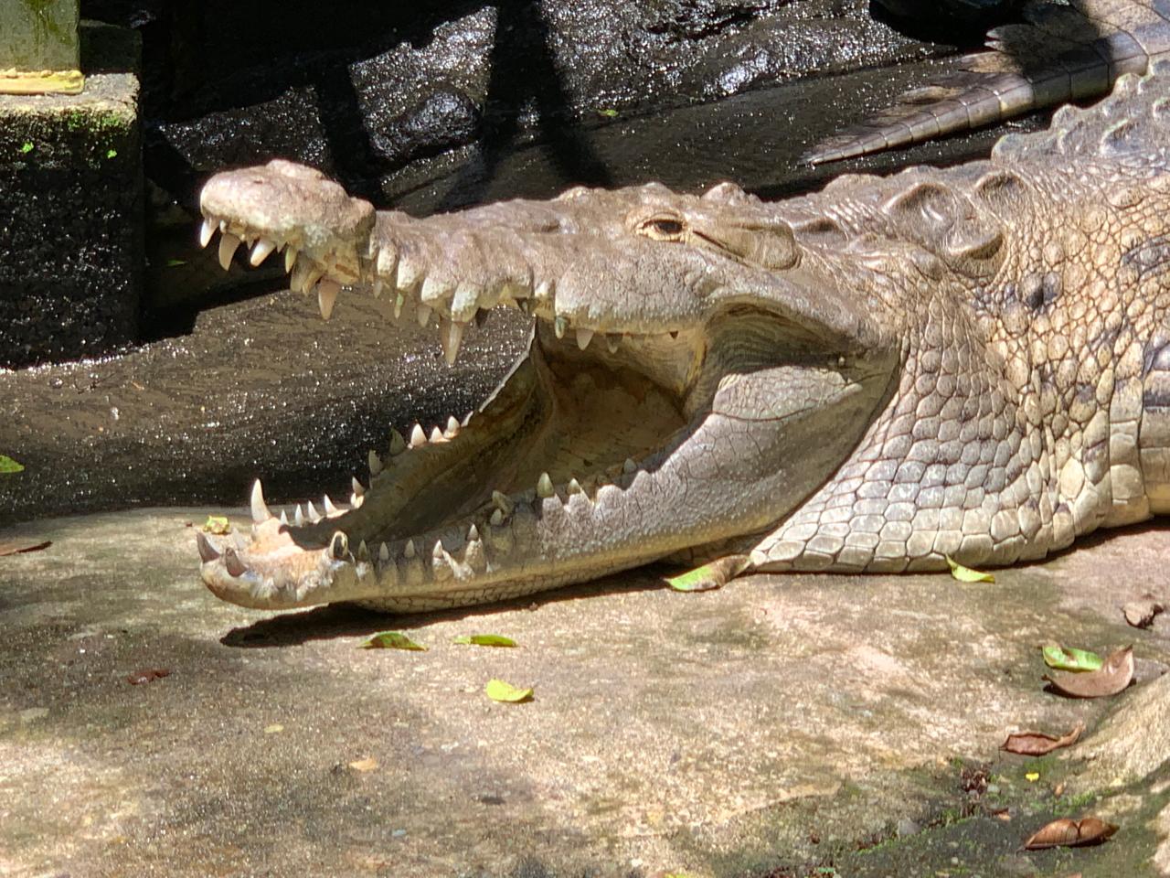 Collins Quepos Tours experience 15